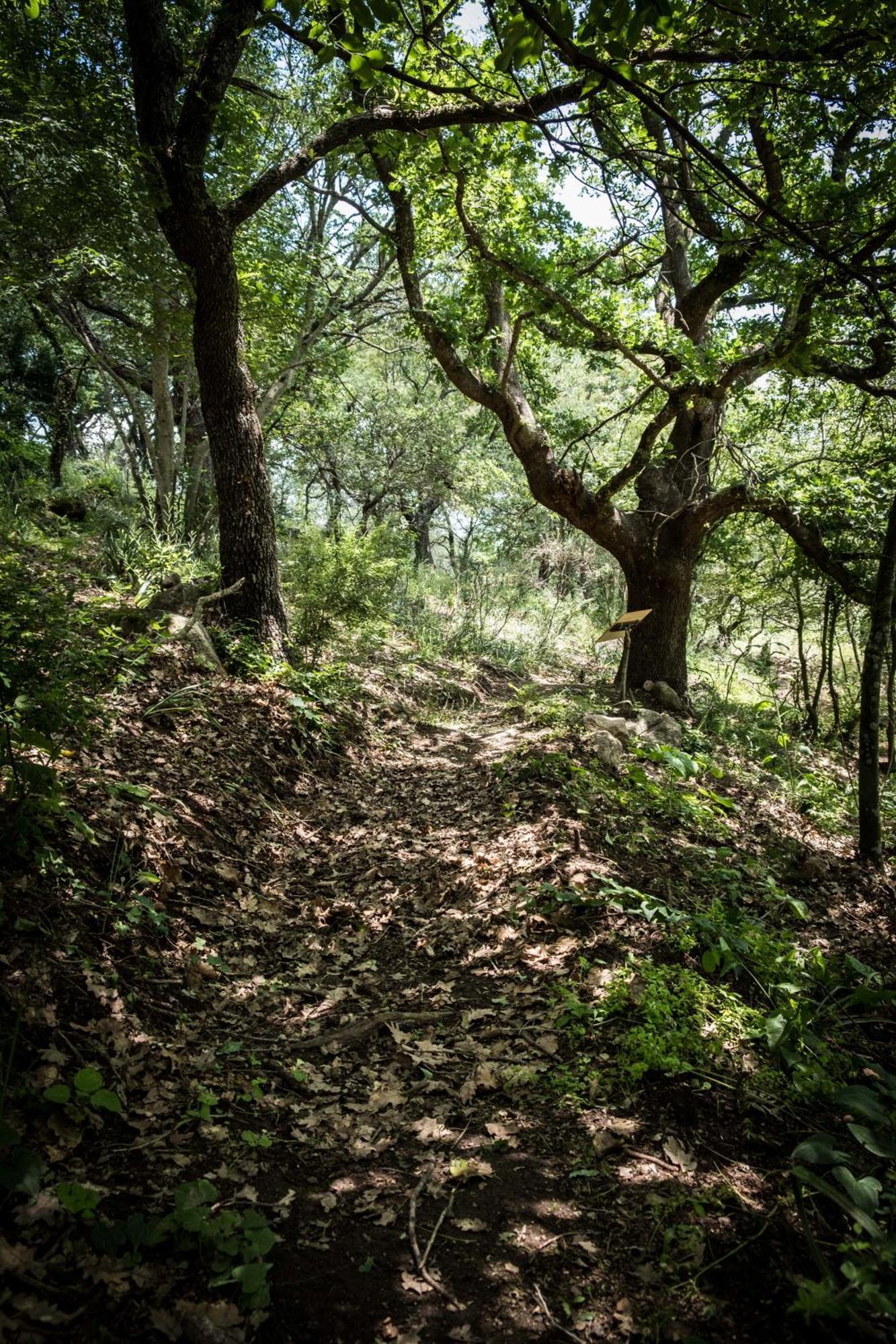 Azienda Agricola Biologica La Cardellina Tolfa Экстерьер фото
